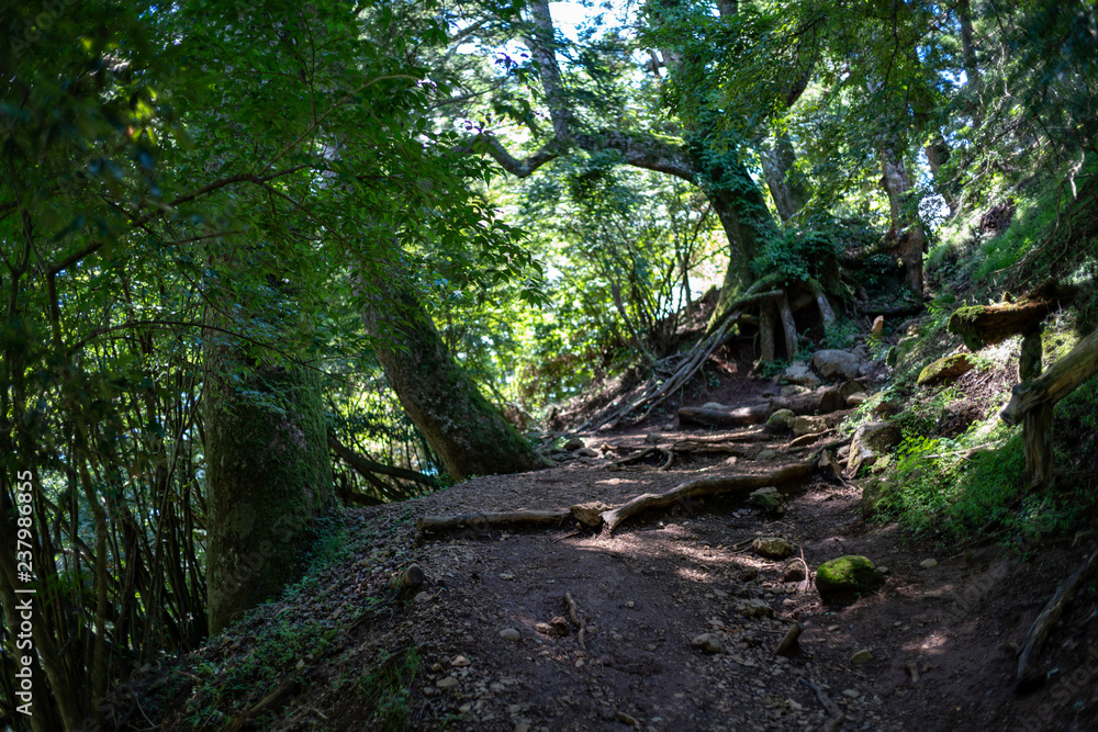 The Forest in Mt. Oyama, Kanagawa, Japan 神奈川県 大山
