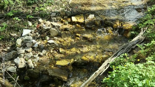 The forest creek flows down