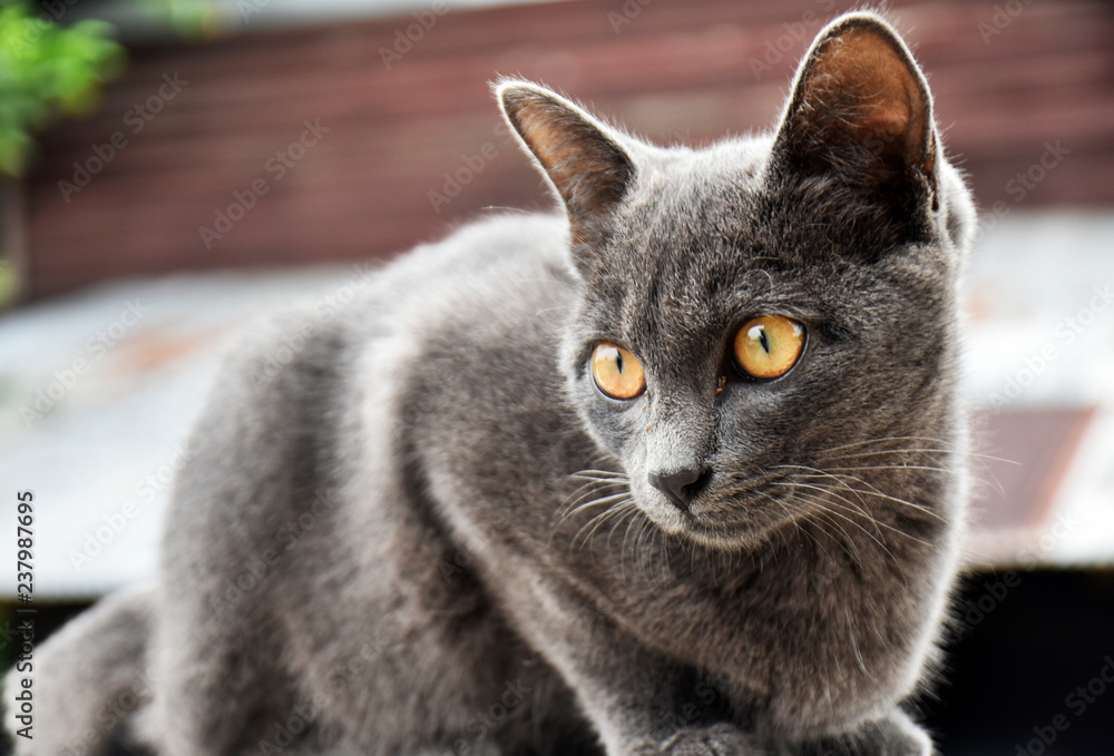 Cute little black cat, sitting on a white brick wall on a background blurred in the garden.
