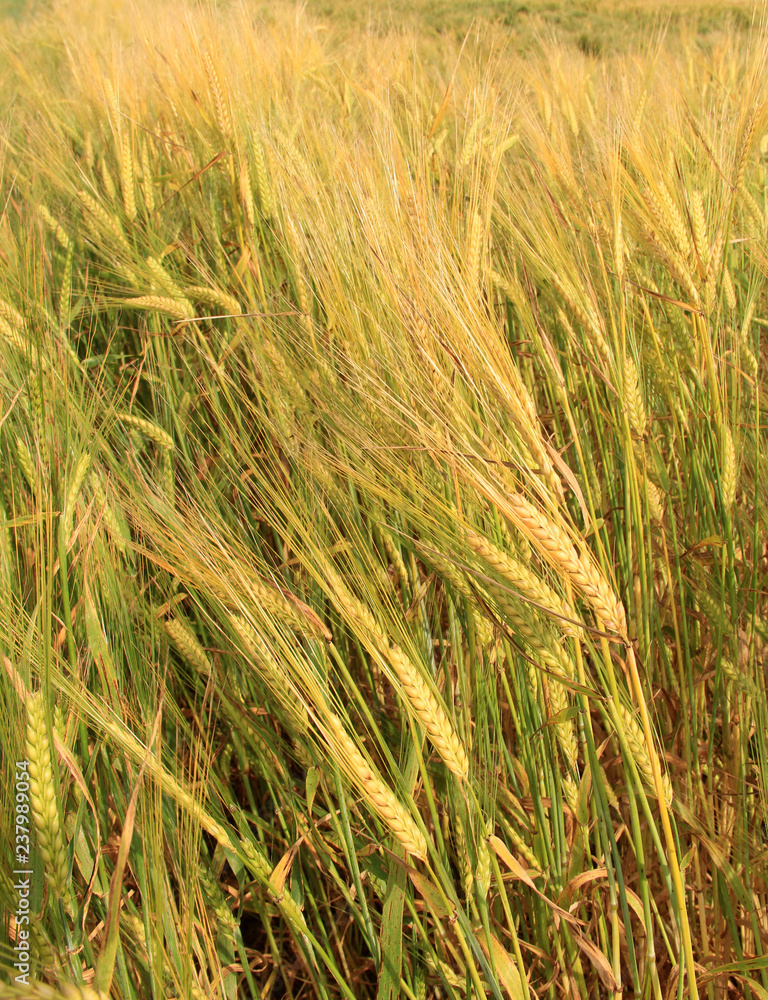 Large field of fresh wheat in countryside Large field of fresh wheat in countryside
