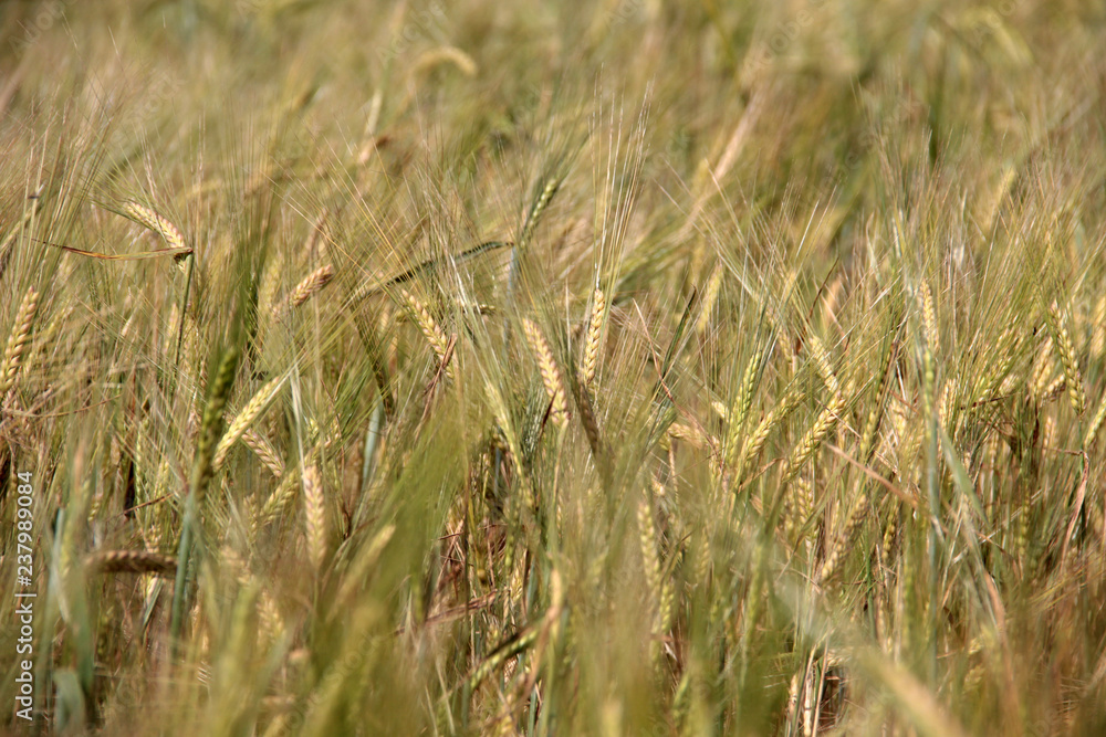 Large field of fresh wheat in countryside Large field of fresh wheat in countryside