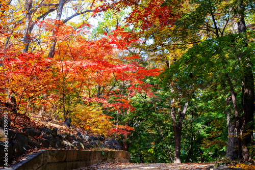 Colorful autumn leaves in Huwon (Secret Garden) at Changdeokgung Palace, Seoul, South Korea 