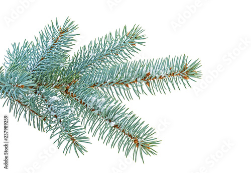 Blue spruce twig with snow isolated on white background