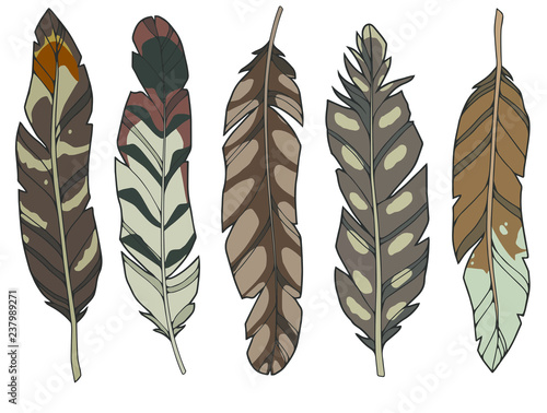 Cartoon style illustration vector set of different natural brown eagle, duck and wader bird feathers