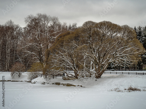 Wallpaper Mural Shore of winter pond Torontodigital.ca