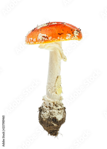 Red poison mushroom isolated on white background. Amanita muscaria, fly agaric.