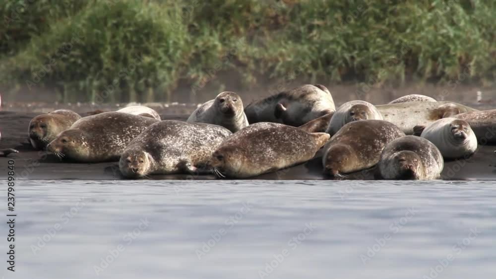 Iceland Seals on the shore Beautiful steady shot of seals and arctic tern birds on the shore in Iceland Iceland Seals on the shore Beautiful steady shot of seals and arctic tern birds on the shore in Iceland