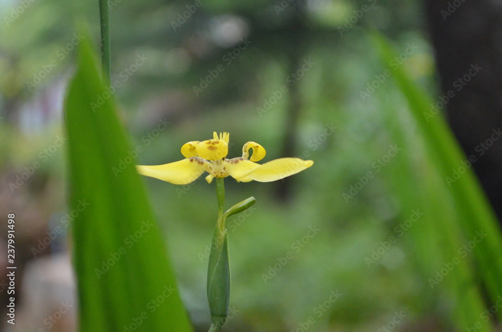 Obraz premium Flower in Garden