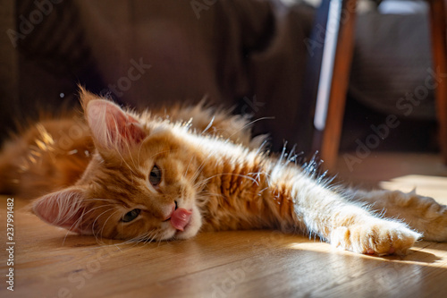 Fototapeta Naklejka Na Ścianę i Meble -  ginger Maine Coon Kitten