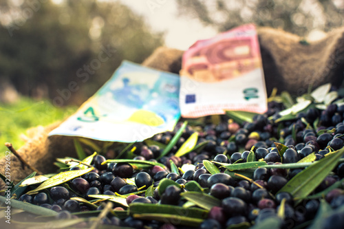 Harvested fresh olives in sacks with euro banknotes in a field in Crete, Greece for olive oil production
