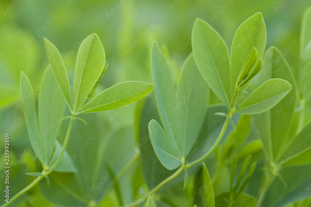 Fototapeta premium beautiful wild plant with beautifully shaped leaves in a summer field or meadow
