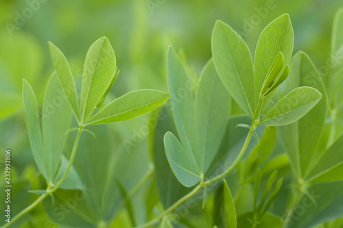 beautiful wild plant with beautifully shaped leaves in a summer field or meadow