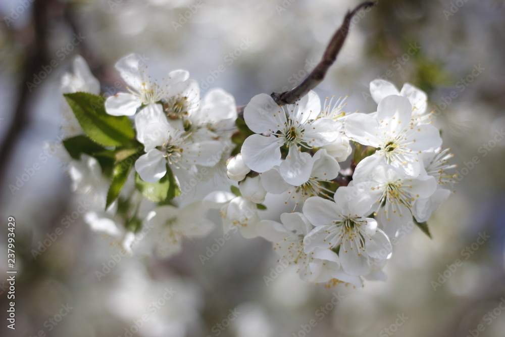 flowers of cherry tree