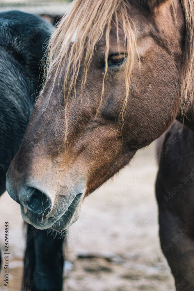 Obraz premium Brown horse head portrait