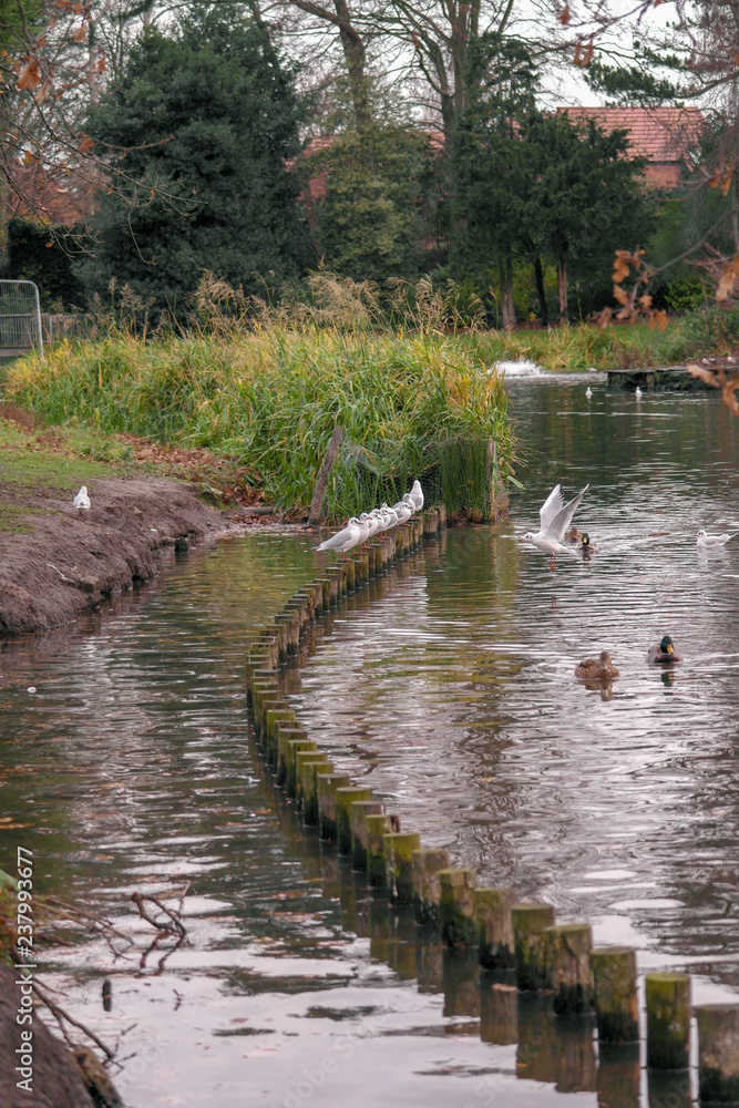 Fototapeta premium Seagulls