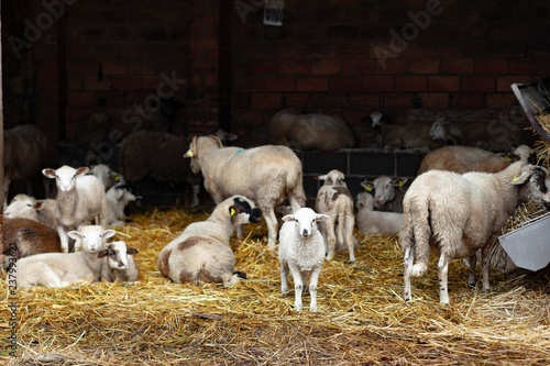 Sheep herd lying on a farm photo