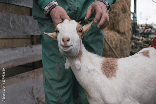 Farmer keeping a young goat