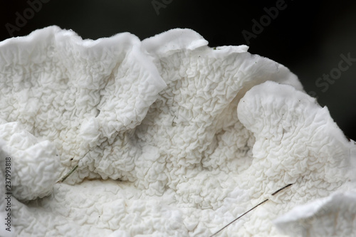 White soft texture of a fungus called Plicatura nivea