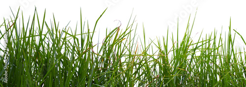 Konstfotografi Bordure d’herbe, fond blanc