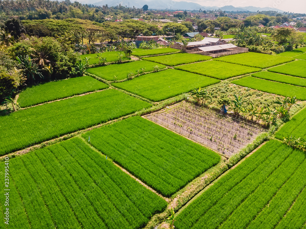 Aerial view of green rice fields. Tropical landscape in Bali island. Aerial view of green rice fields. Tropical landscape in Bali island.