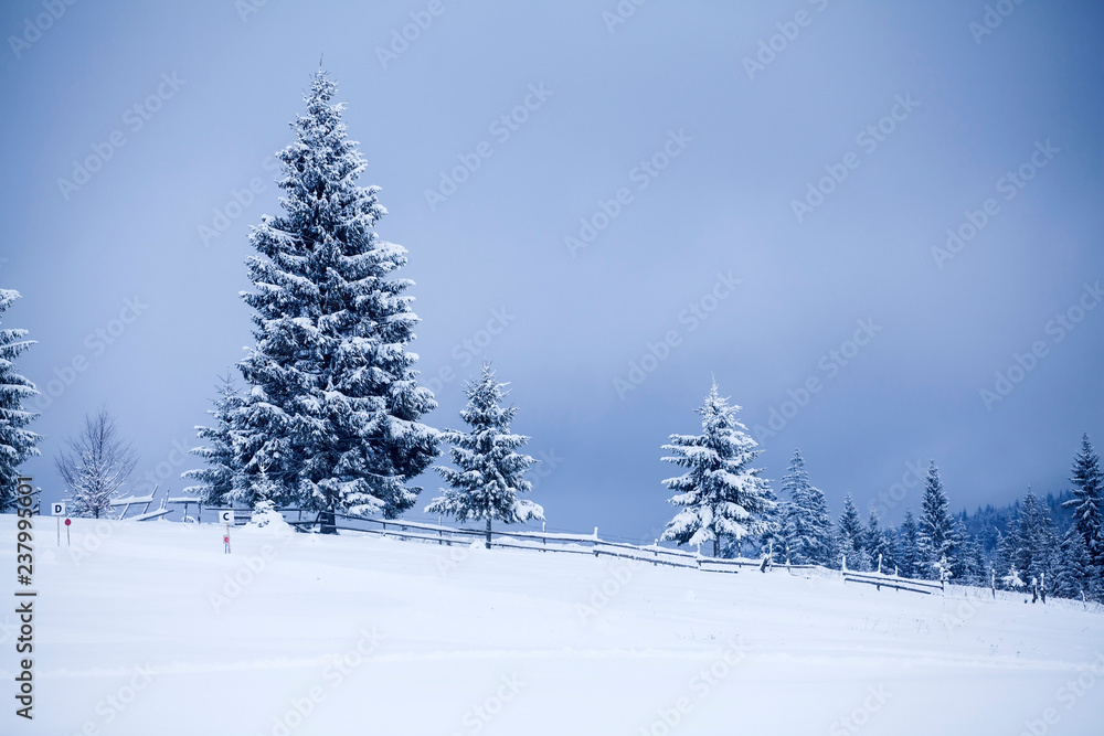 Fototapeta premium Snowy fir trees
