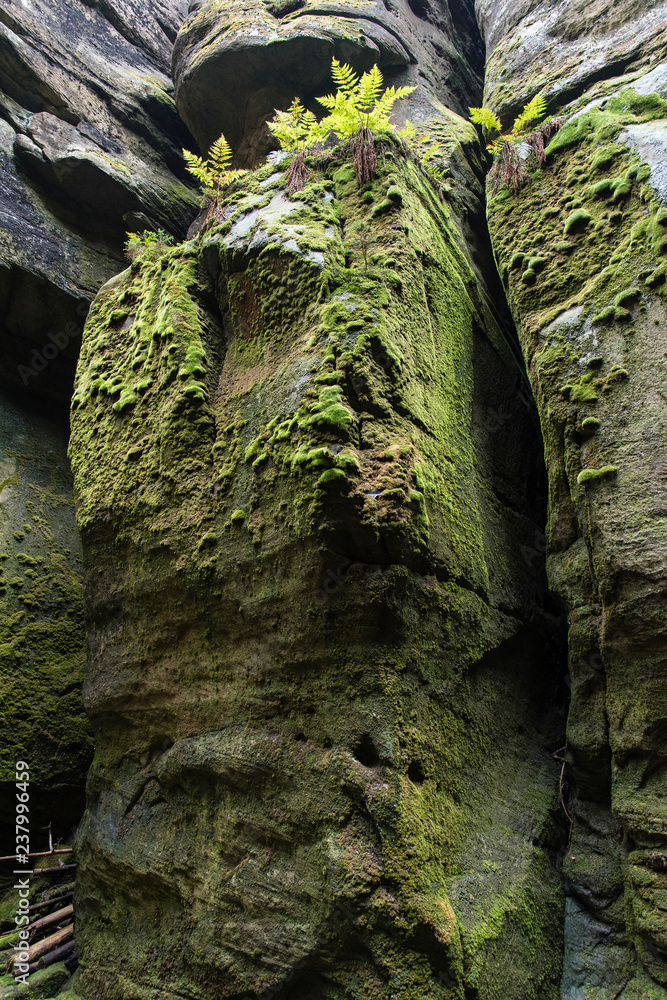 Fern growing on rock.