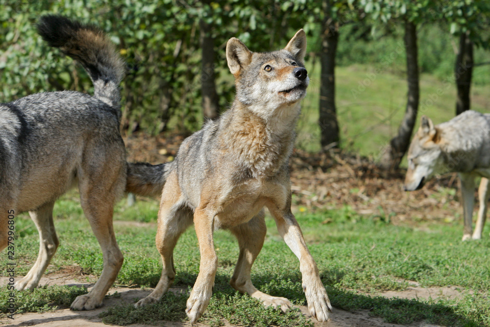 Fototapeta premium Euraziatische wolf kijkt aandachtig omhoog