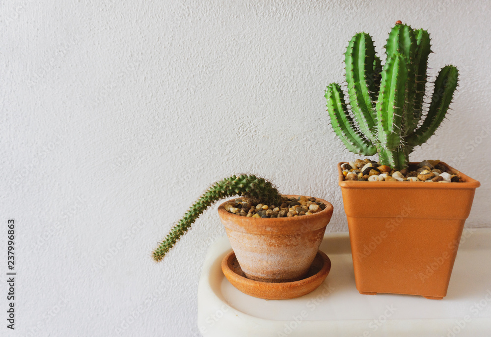 Two succulents or cactus in clay pots on white background by front view, with Copy space for a text. Two succulents or cactus in clay pots on white background by front view, with Copy space for a text.
