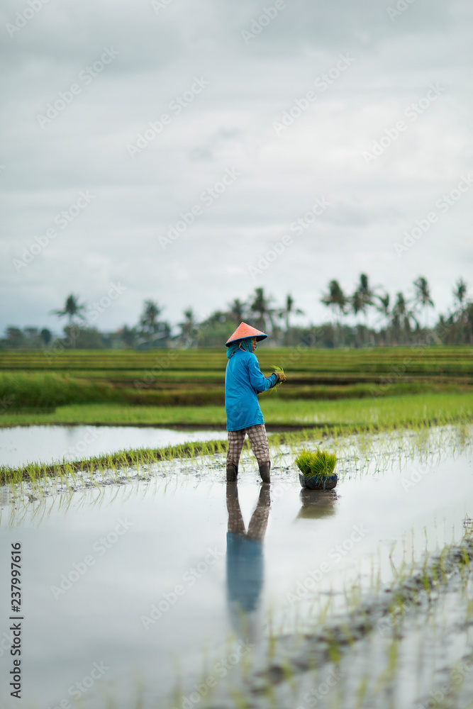 Woman is working in rice field. In a rainy day. Bali Indonesia