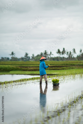 Woman is working in rice field. In a rainy day. Bali Indonesia