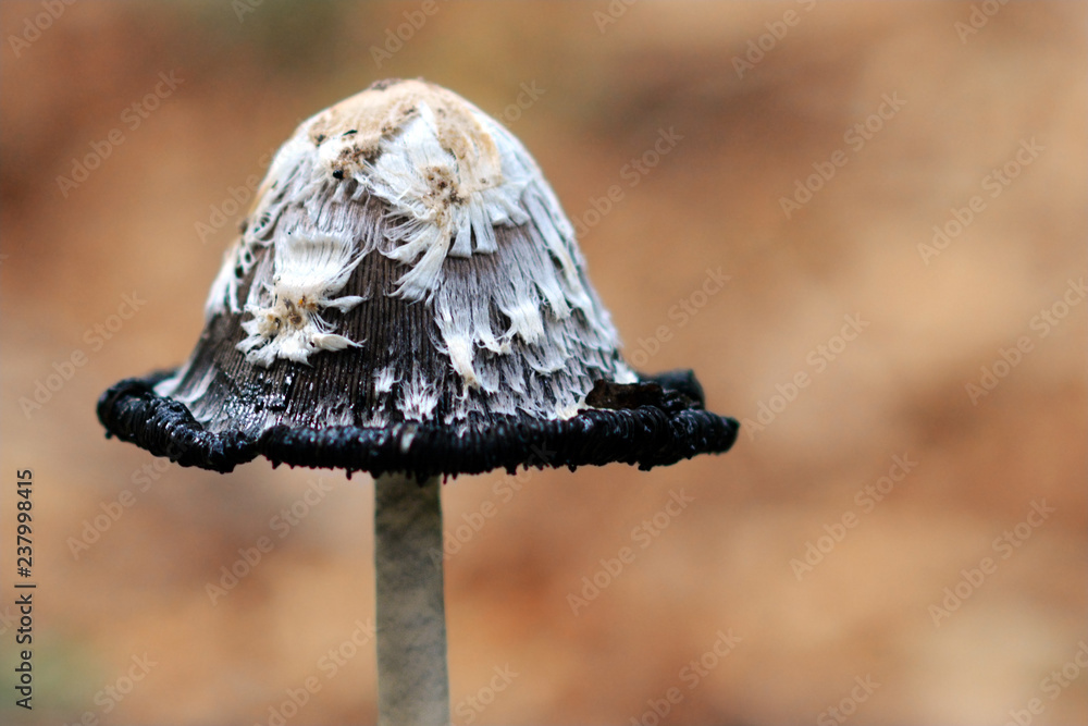Close up picture of a halg finished Schopftintling Coprinus Comatus Shaggy Ink Cap mushroom in the forest Close up picture of a halg finished Schopftintling Coprinus Comatus Shaggy Ink Cap mushroom in the forest