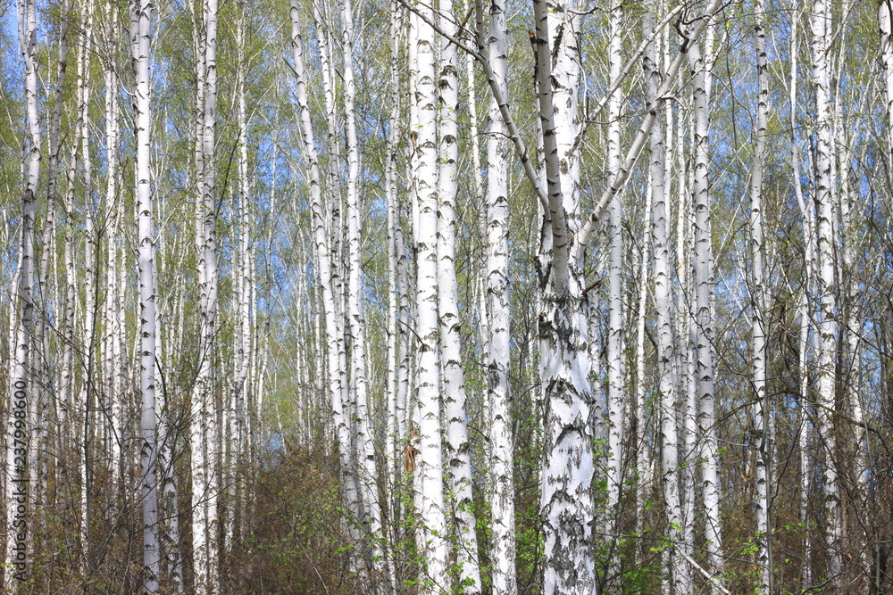 Fototapeta premium Young birch with black and white birch bark in spring in birch grove against the background of other birches