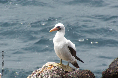 Fényképezés A masked booby on a stone