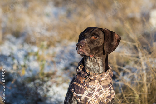 German shorthaired pointer Hunter dog Head shot portrait of Adorable dog in freezy winter time Cute dog sitting and looking 