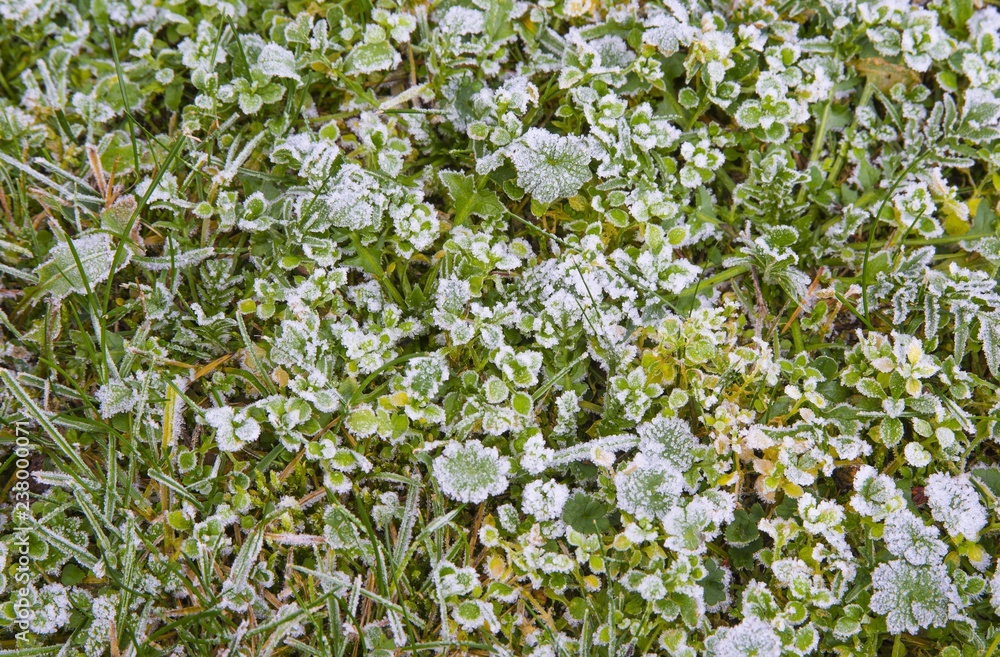 Fototapeta premium First frost on the grass in the winter closeup