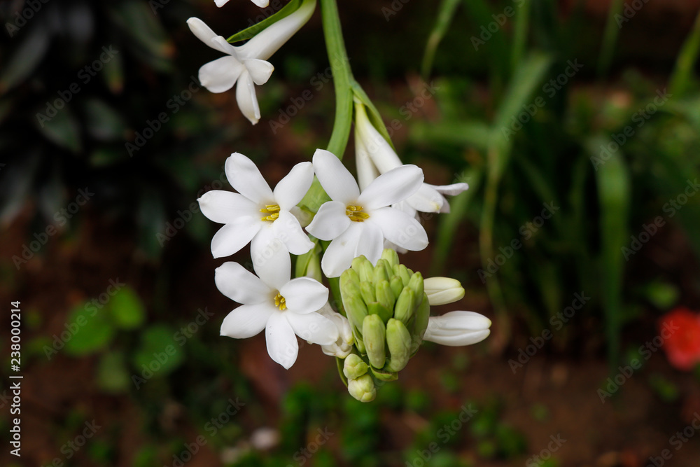 Beautiful bunch of tuberose flower covered with green leaves background Beautiful bunch of tuberose flower covered with green leaves background