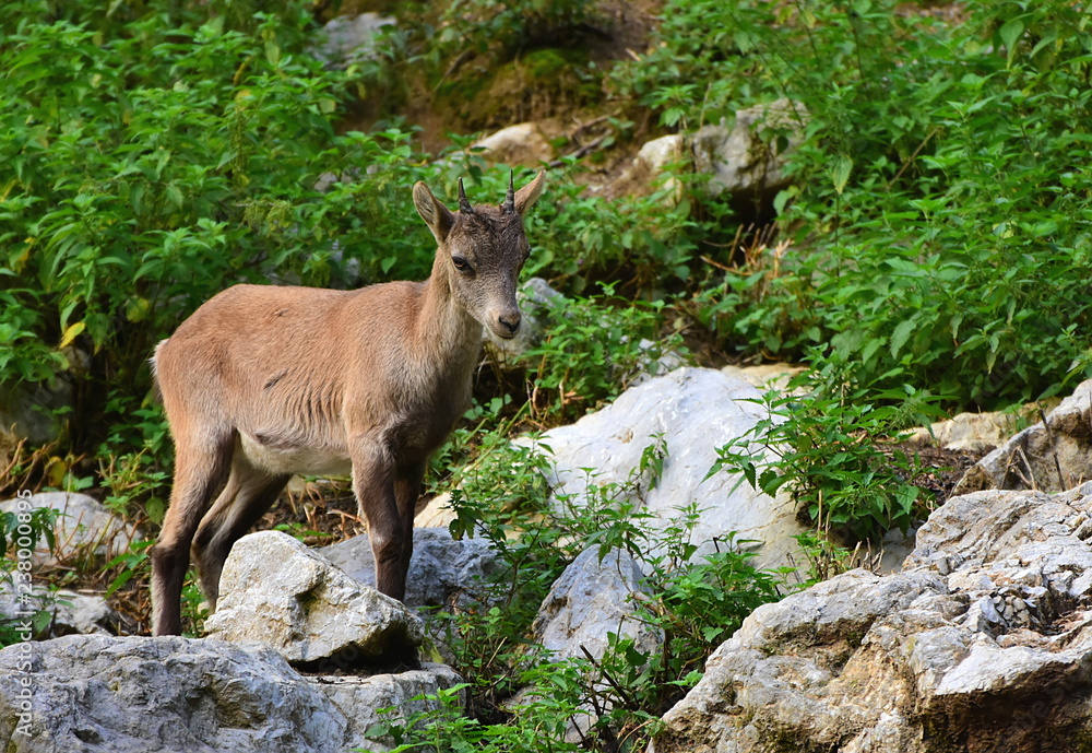 Small and young Alpine ibex, Capra ibex, also known as the steinbock, bouquetin, or simply ibex, standing on the rock . Slovenia, ZOO Ljubljana, October 2018 Small and young Alpine ibex, Capra ibex, also known as the steinbock, bouquetin, or simply ibex, standing on the rock . Slovenia, ZOO Ljubljana, October 2018