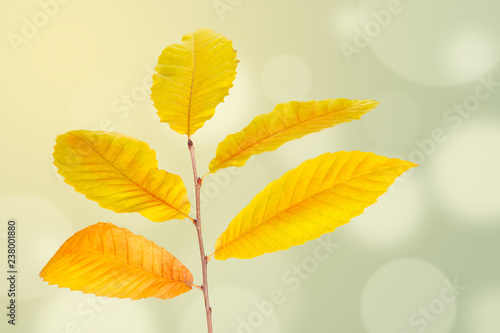 Autumn background with colorful red and yellow leaves