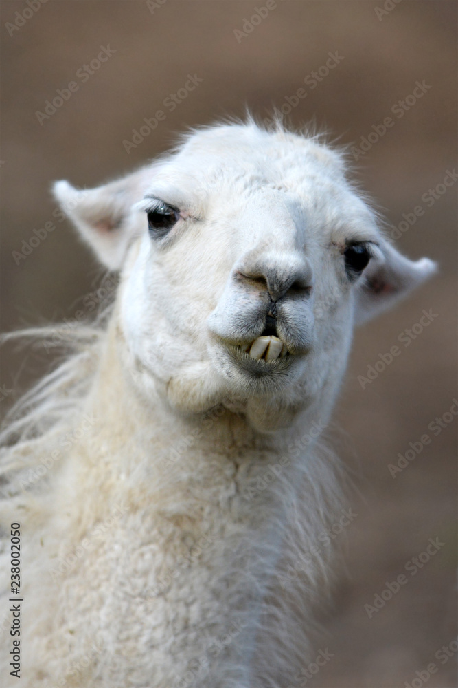 Portrait of a white lama head showing its teeth