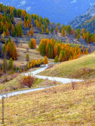 Colorful alpine woods in autum, Sestriere, Piedmont, Italy