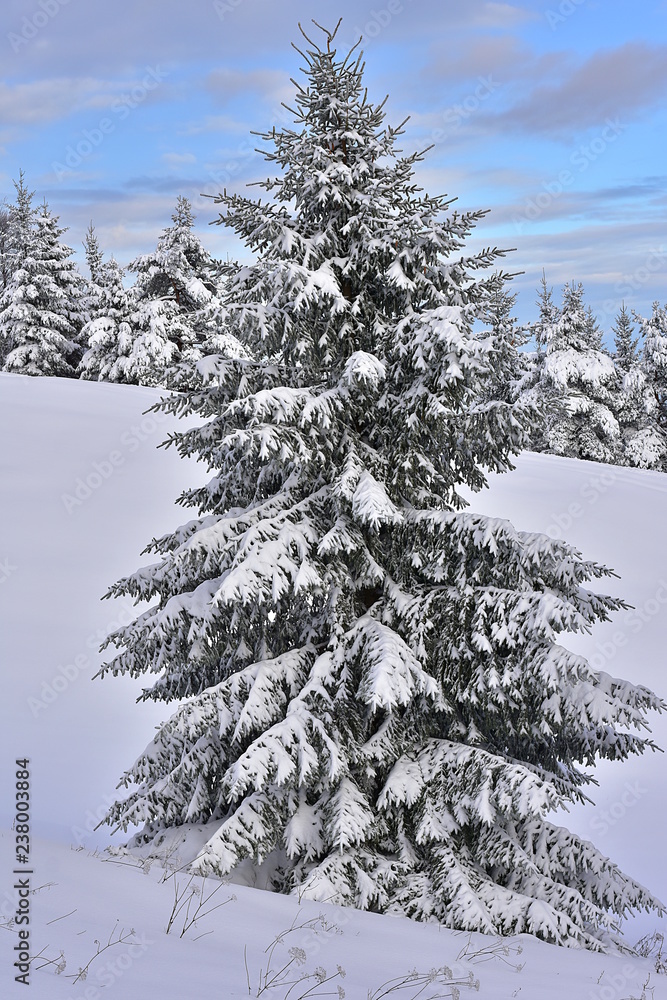 Beautiful snowy spruce with blue sky and clouds for the background and with spruce forest