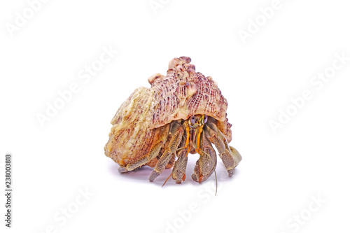 Hermit crabs isolated on white background with selective focus. Hermit crabs are decapod crustaceans of the superfamily Paguroidea.