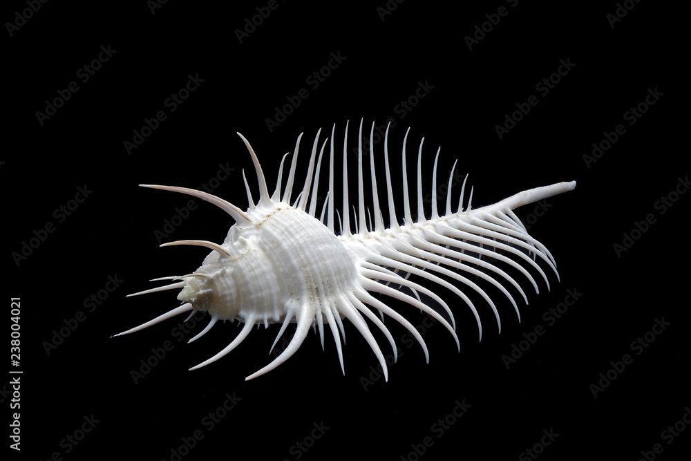 Sea shell : Venus comb murex (Murex pecten), one of genus of medium to large sized predatory tropical sea snails with extremely long siphonal canal, it's a one of  world's  most beautiful sea shell.