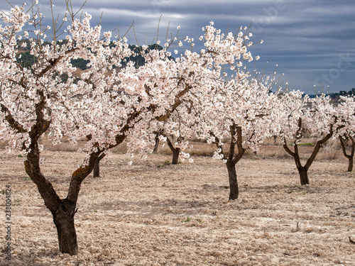 Almendros en flor