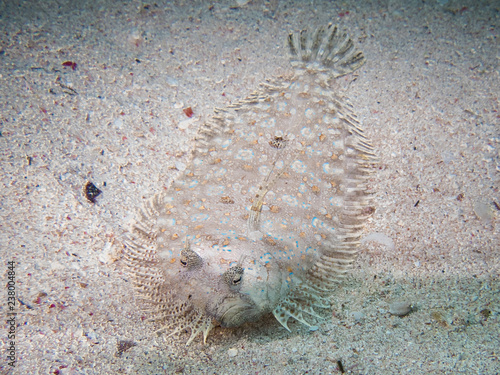 Peacock flounder/Bothus Mancus/ into the sand bottom, Red Sea, Egypt photo