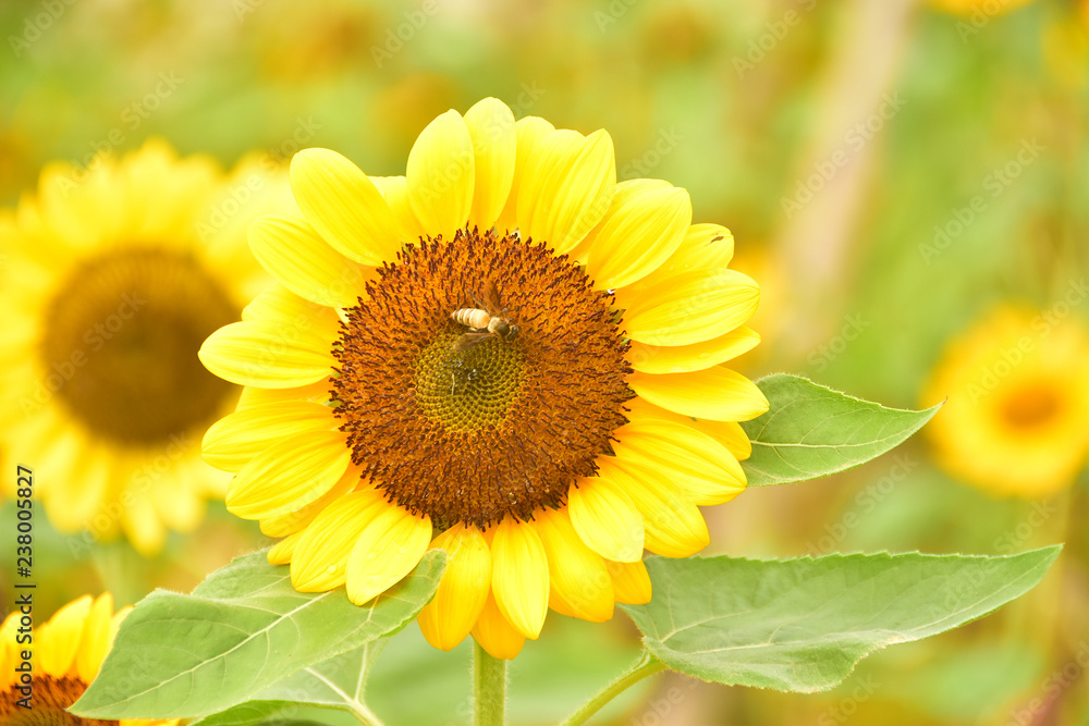 The Pollen of Sunflower with a Bee The Pollen of Sunflower with a Bee