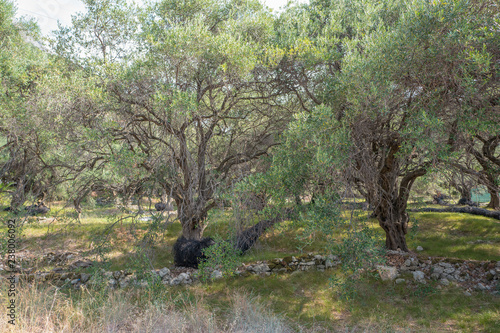 Olive trees in a garden. photo