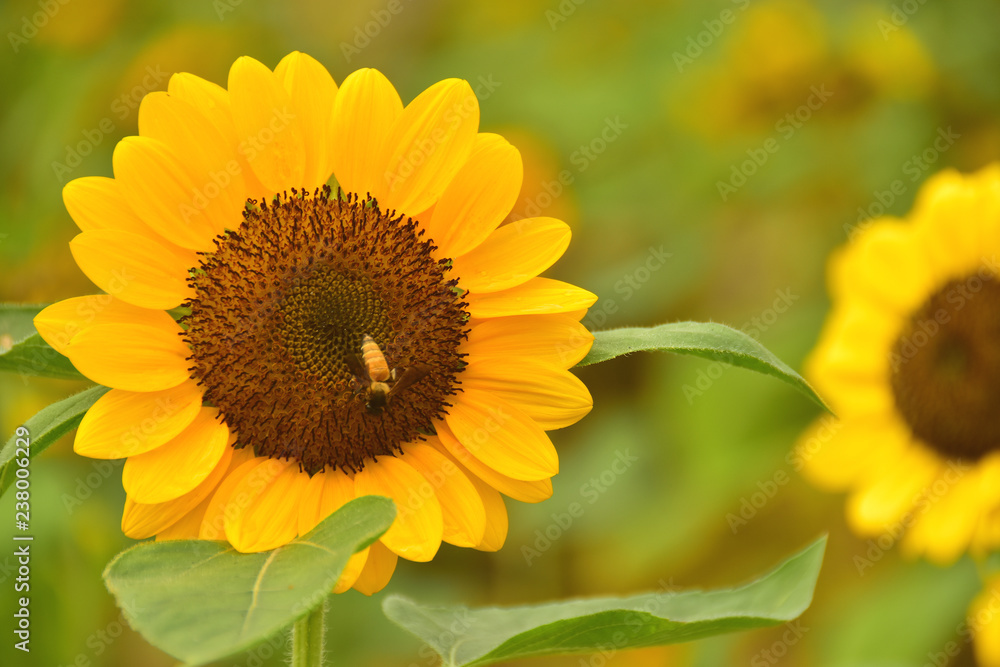 The Pollen of Sunflower with a Bee The Pollen of Sunflower with a Bee