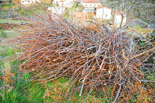 Pruning branches and logs, biomass. Las Hurdes, region of the north of Caceres province, Extremadura, Spain photo