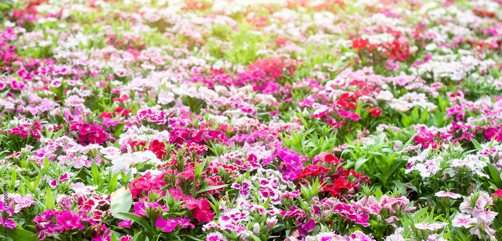 Beautiful dianthus flower pink blooming in garden with sunlight. Beautiful dianthus flower pink blooming in garden with sunlight.